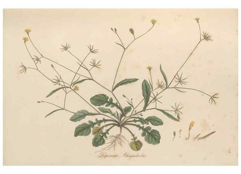Reproducción/Reproduction 49579387993: Flora Graeca, sive, Plantarum rariorum historia, quas in provinciis aut insulis Graeciae /. Londini :Typis Richardi Taylor et socii, in Vico Shoe-Lane :MDCCCVI-MDCCCXL [1806-1840].. 