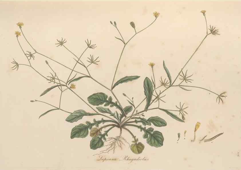 Reproducción/Reproduction 49579387993: Flora Graeca, sive, Plantarum rariorum historia, quas in provinciis aut insulis Graeciae /. Londini :Typis Richardi Taylor et socii, in Vico Shoe-Lane :MDCCCVI-MDCCCXL [1806-1840].. 