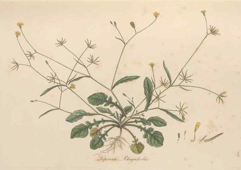 Reproducción/Reproduction 49579387993: Flora Graeca, sive, Plantarum rariorum historia, quas in provinciis aut insulis Graeciae /. Londini :Typis Richardi Taylor et socii, in Vico Shoe-Lane :MDCCCVI-MDCCCXL [1806-1840].. 