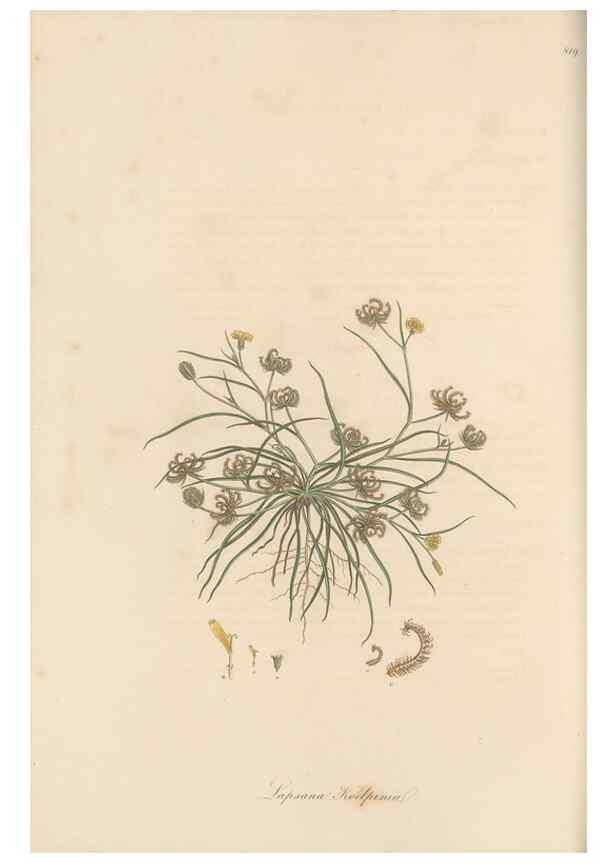 Reproducción/Reproduction 49580117557: Flora Graeca, sive, Plantarum rariorum historia, quas in provinciis aut insulis Graeciae /. Londini :Typis Richardi Taylor et socii, in Vico Shoe-Lane :MDCCCVI-MDCCCXL [1806-1840].. 