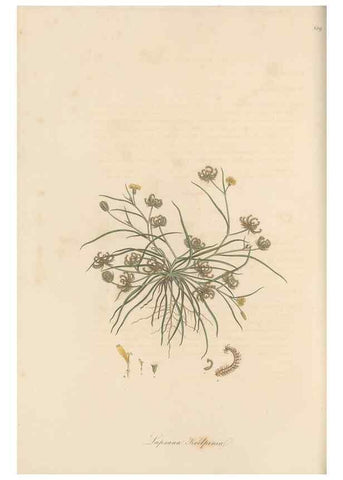 Reproducción/Reproduction 49580117557: Flora Graeca, sive, Plantarum rariorum historia, quas in provinciis aut insulis Graeciae /. Londini :Typis Richardi Taylor et socii, in Vico Shoe-Lane :MDCCCVI-MDCCCXL [1806-1840].. 