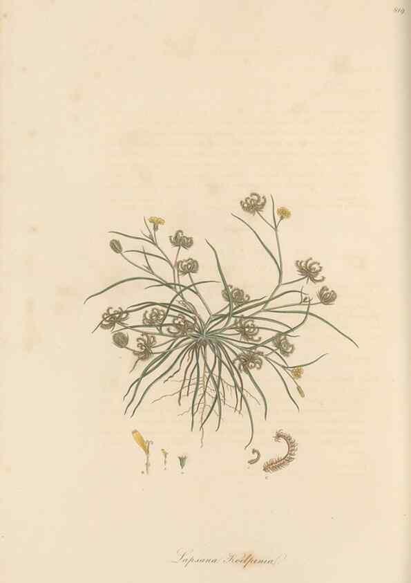 Reproducción/Reproduction 49580117557: Flora Graeca, sive, Plantarum rariorum historia, quas in provinciis aut insulis Graeciae /. Londini :Typis Richardi Taylor et socii, in Vico Shoe-Lane :MDCCCVI-MDCCCXL [1806-1840].. 