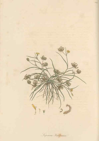 Reproducción/Reproduction 49580117557: Flora Graeca, sive, Plantarum rariorum historia, quas in provinciis aut insulis Graeciae /. Londini :Typis Richardi Taylor et socii, in Vico Shoe-Lane :MDCCCVI-MDCCCXL [1806-1840].. 