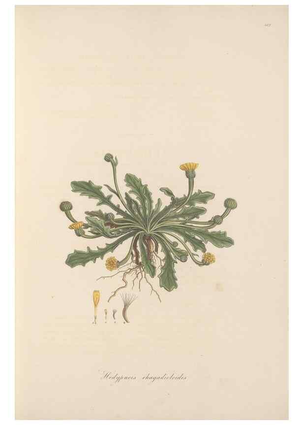 Reproducción/Reproduction 49579888816: Flora Graeca, sive, Plantarum rariorum historia, quas in provinciis aut insulis Graeciae /. Londini :Typis Richardi Taylor et socii, in Vico Shoe-Lane :MDCCCVI-MDCCCXL [1806-1840].. 