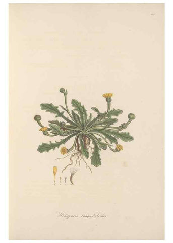 Reproducción/Reproduction 49579888816: Flora Graeca, sive, Plantarum rariorum historia, quas in provinciis aut insulis Graeciae /. Londini :Typis Richardi Taylor et socii, in Vico Shoe-Lane :MDCCCVI-MDCCCXL [1806-1840].. 