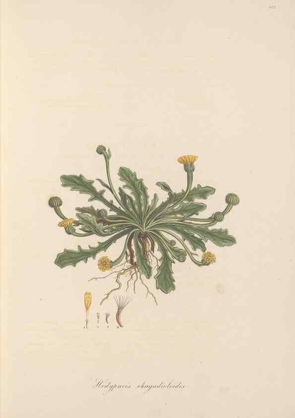 Reproducción/Reproduction 49579888816: Flora Graeca, sive, Plantarum rariorum historia, quas in provinciis aut insulis Graeciae /. Londini :Typis Richardi Taylor et socii, in Vico Shoe-Lane :MDCCCVI-MDCCCXL [1806-1840].. 