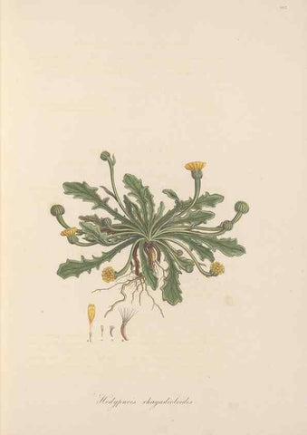 Reproducción/Reproduction 49579888816: Flora Graeca, sive, Plantarum rariorum historia, quas in provinciis aut insulis Graeciae /. Londini :Typis Richardi Taylor et socii, in Vico Shoe-Lane :MDCCCVI-MDCCCXL [1806-1840].. 