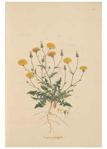Reproducción/Reproduction 49580112422: Flora Graeca, sive, Plantarum rariorum historia, quas in provinciis aut insulis Graeciae /. Londini :Typis Richardi Taylor et socii, in Vico Shoe-Lane :MDCCCVI-MDCCCXL [1806-1840].. 