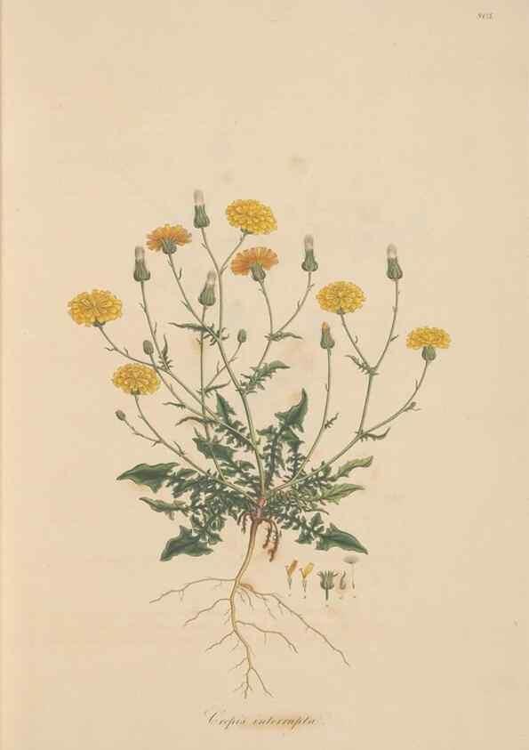 Reproducción/Reproduction 49580112422: Flora Graeca, sive, Plantarum rariorum historia, quas in provinciis aut insulis Graeciae /. Londini :Typis Richardi Taylor et socii, in Vico Shoe-Lane :MDCCCVI-MDCCCXL [1806-1840].. 