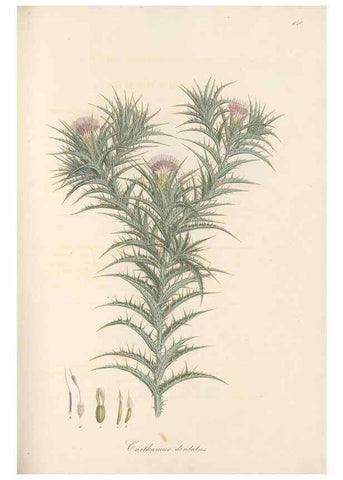 Reproducción/Reproduction 49579898126: Flora Graeca, sive, Plantarum rariorum historia, quas in provinciis aut insulis Graeciae /. Londini :Typis Richardi Taylor et socii, in Vico Shoe-Lane :MDCCCVI-MDCCCXL [1806-1840].. 