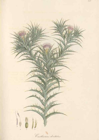 Reproducción/Reproduction 49579898126: Flora Graeca, sive, Plantarum rariorum historia, quas in provinciis aut insulis Graeciae /. Londini :Typis Richardi Taylor et socii, in Vico Shoe-Lane :MDCCCVI-MDCCCXL [1806-1840].. 