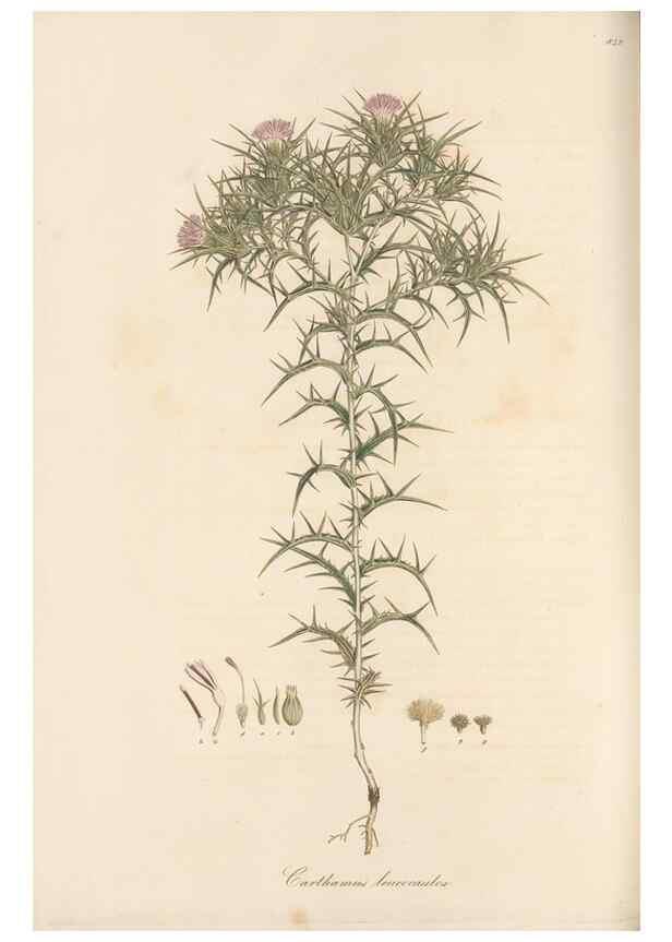 Reproducción/Reproduction 49580125497: Flora Graeca, sive, Plantarum rariorum historia, quas in provinciis aut insulis Graeciae /. Londini :Typis Richardi Taylor et socii, in Vico Shoe-Lane :MDCCCVI-MDCCCXL [1806-1840].. 