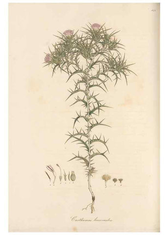 Reproducción/Reproduction 49580125497: Flora Graeca, sive, Plantarum rariorum historia, quas in provinciis aut insulis Graeciae /. Londini :Typis Richardi Taylor et socii, in Vico Shoe-Lane :MDCCCVI-MDCCCXL [1806-1840].. 