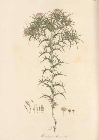 Reproducción/Reproduction 49580125497: Flora Graeca, sive, Plantarum rariorum historia, quas in provinciis aut insulis Graeciae /. Londini :Typis Richardi Taylor et socii, in Vico Shoe-Lane :MDCCCVI-MDCCCXL [1806-1840].. 