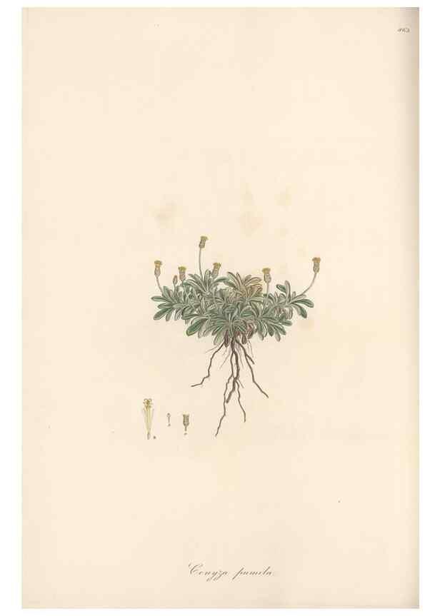 Reproducción/Reproduction 49579906216: Flora Graeca, sive, Plantarum rariorum historia, quas in provinciis aut insulis Graeciae /. Londini :Typis Richardi Taylor et socii, in Vico Shoe-Lane :MDCCCVI-MDCCCXL [1806-1840].. 