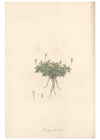 Reproducción/Reproduction 49579906216: Flora Graeca, sive, Plantarum rariorum historia, quas in provinciis aut insulis Graeciae /. Londini :Typis Richardi Taylor et socii, in Vico Shoe-Lane :MDCCCVI-MDCCCXL [1806-1840].. 