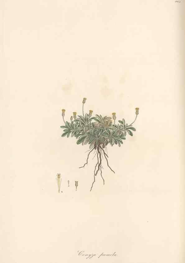 Reproducción/Reproduction 49579906216: Flora Graeca, sive, Plantarum rariorum historia, quas in provinciis aut insulis Graeciae /. Londini :Typis Richardi Taylor et socii, in Vico Shoe-Lane :MDCCCVI-MDCCCXL [1806-1840].. 