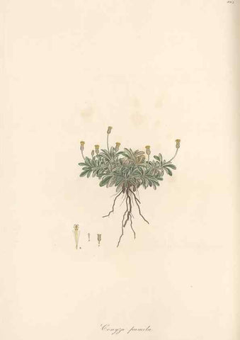 Reproducción/Reproduction 49579906216: Flora Graeca, sive, Plantarum rariorum historia, quas in provinciis aut insulis Graeciae /. Londini :Typis Richardi Taylor et socii, in Vico Shoe-Lane :MDCCCVI-MDCCCXL [1806-1840].. 