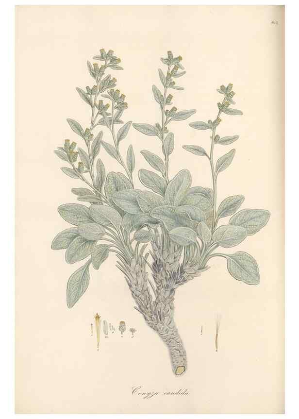 Reproducción/Reproduction 49580133267: Flora Graeca, sive, Plantarum rariorum historia, quas in provinciis aut insulis Graeciae /. Londini :Typis Richardi Taylor et socii, in Vico Shoe-Lane :MDCCCVI-MDCCCXL [1806-1840].. 