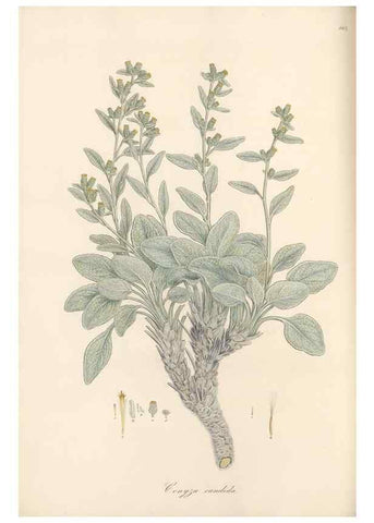Reproducción/Reproduction 49580133267: Flora Graeca, sive, Plantarum rariorum historia, quas in provinciis aut insulis Graeciae /. Londini :Typis Richardi Taylor et socii, in Vico Shoe-Lane :MDCCCVI-MDCCCXL [1806-1840].. 