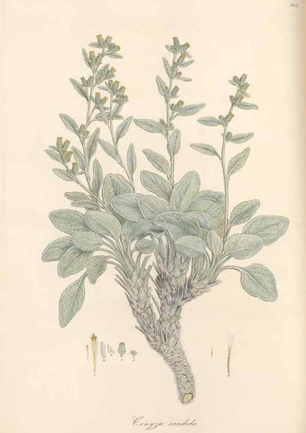 Reproducción/Reproduction 49580133267: Flora Graeca, sive, Plantarum rariorum historia, quas in provinciis aut insulis Graeciae /. Londini :Typis Richardi Taylor et socii, in Vico Shoe-Lane :MDCCCVI-MDCCCXL [1806-1840].. 