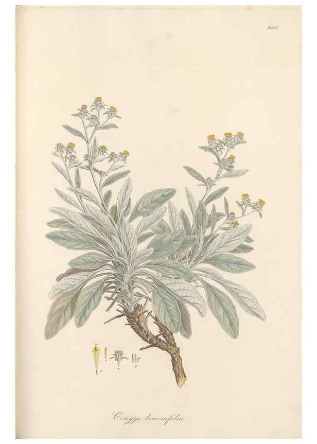 Reproducción/Reproduction 49580133607: Flora Graeca, sive, Plantarum rariorum historia, quas in provinciis aut insulis Graeciae /. Londini :Typis Richardi Taylor et socii, in Vico Shoe-Lane :MDCCCVI-MDCCCXL [1806-1840].. 
