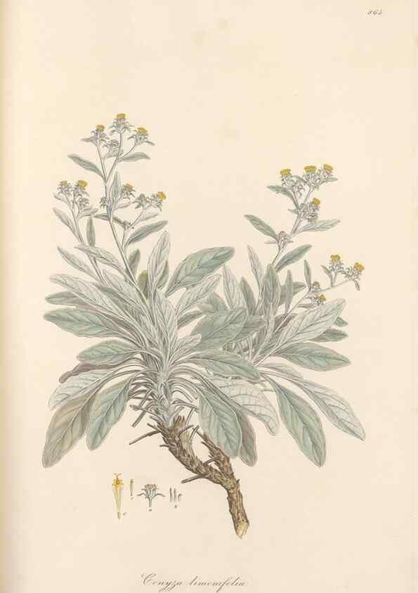 Reproducción/Reproduction 49580133607: Flora Graeca, sive, Plantarum rariorum historia, quas in provinciis aut insulis Graeciae /. Londini :Typis Richardi Taylor et socii, in Vico Shoe-Lane :MDCCCVI-MDCCCXL [1806-1840].. 