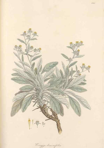Reproducción/Reproduction 49580133607: Flora Graeca, sive, Plantarum rariorum historia, quas in provinciis aut insulis Graeciae /. Londini :Typis Richardi Taylor et socii, in Vico Shoe-Lane :MDCCCVI-MDCCCXL [1806-1840].. 