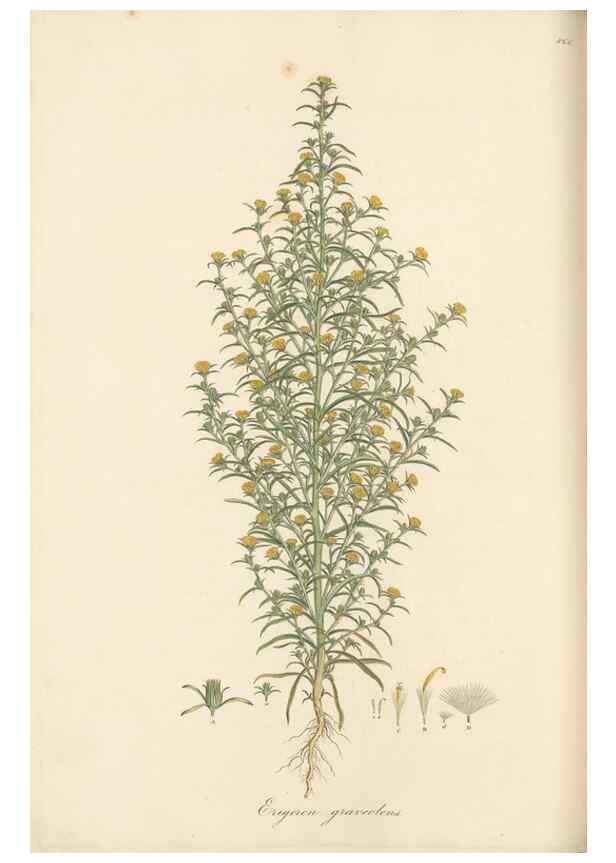 Reproducción/Reproduction 49580133897: Flora Graeca, sive, Plantarum rariorum historia, quas in provinciis aut insulis Graeciae /. Londini :Typis Richardi Taylor et socii, in Vico Shoe-Lane :MDCCCVI-MDCCCXL [1806-1840].. 