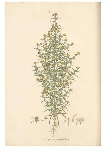 Reproducción/Reproduction 49580133897: Flora Graeca, sive, Plantarum rariorum historia, quas in provinciis aut insulis Graeciae /. Londini :Typis Richardi Taylor et socii, in Vico Shoe-Lane :MDCCCVI-MDCCCXL [1806-1840].. 