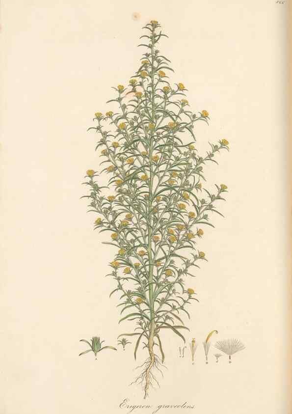 Reproducción/Reproduction 49580133897: Flora Graeca, sive, Plantarum rariorum historia, quas in provinciis aut insulis Graeciae /. Londini :Typis Richardi Taylor et socii, in Vico Shoe-Lane :MDCCCVI-MDCCCXL [1806-1840].. 