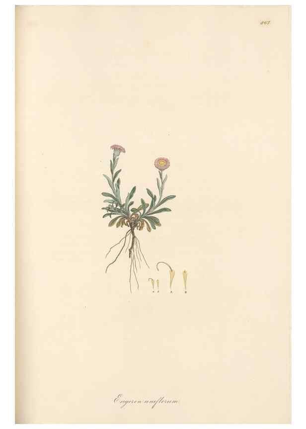 Reproducción/Reproduction 49579405433: Flora Graeca, sive, Plantarum rariorum historia, quas in provinciis aut insulis Graeciae /. Londini :Typis Richardi Taylor et socii, in Vico Shoe-Lane :MDCCCVI-MDCCCXL [1806-1840].. 