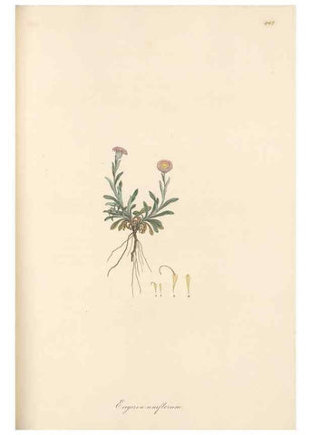 Reproducción/Reproduction 49579405433: Flora Graeca, sive, Plantarum rariorum historia, quas in provinciis aut insulis Graeciae /. Londini :Typis Richardi Taylor et socii, in Vico Shoe-Lane :MDCCCVI-MDCCCXL [1806-1840].. 