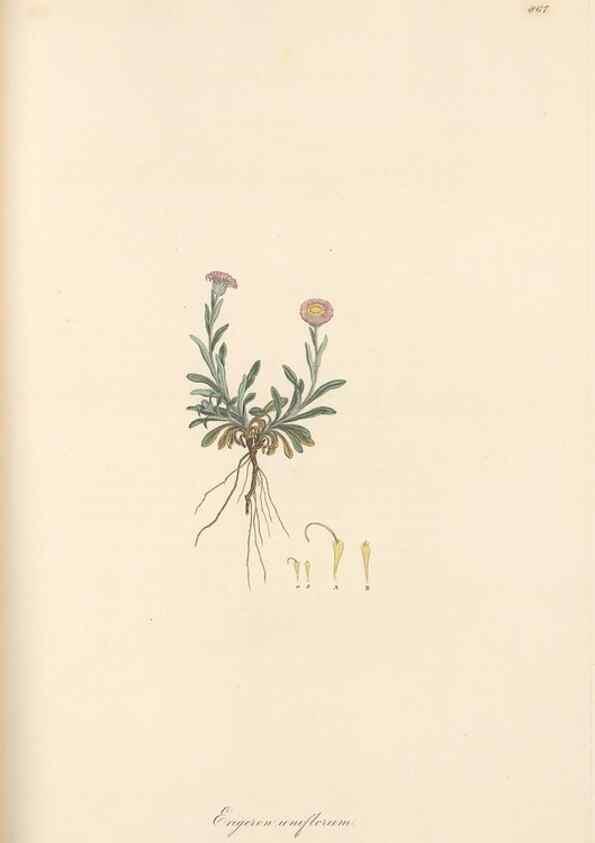 Reproducción/Reproduction 49579405433: Flora Graeca, sive, Plantarum rariorum historia, quas in provinciis aut insulis Graeciae /. Londini :Typis Richardi Taylor et socii, in Vico Shoe-Lane :MDCCCVI-MDCCCXL [1806-1840].. 