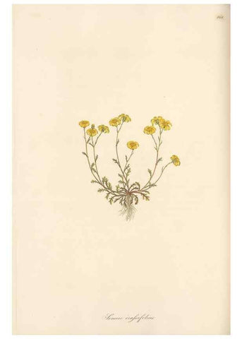 Reproducción/Reproduction 49580134582: Flora Graeca, sive, Plantarum rariorum historia, quas in provinciis aut insulis Graeciae /. Londini :Typis Richardi Taylor et socii, in Vico Shoe-Lane :MDCCCVI-MDCCCXL [1806-1840].. 