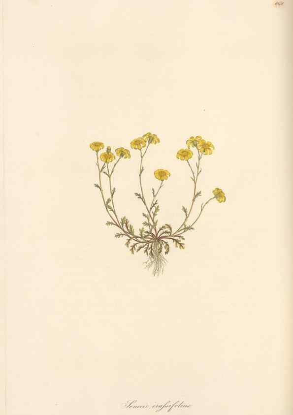 Reproducción/Reproduction 49580134582: Flora Graeca, sive, Plantarum rariorum historia, quas in provinciis aut insulis Graeciae /. Londini :Typis Richardi Taylor et socii, in Vico Shoe-Lane :MDCCCVI-MDCCCXL [1806-1840].. 