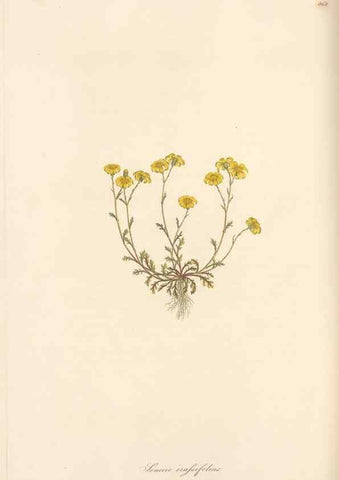 Reproducción/Reproduction 49580134582: Flora Graeca, sive, Plantarum rariorum historia, quas in provinciis aut insulis Graeciae /. Londini :Typis Richardi Taylor et socii, in Vico Shoe-Lane :MDCCCVI-MDCCCXL [1806-1840].. 