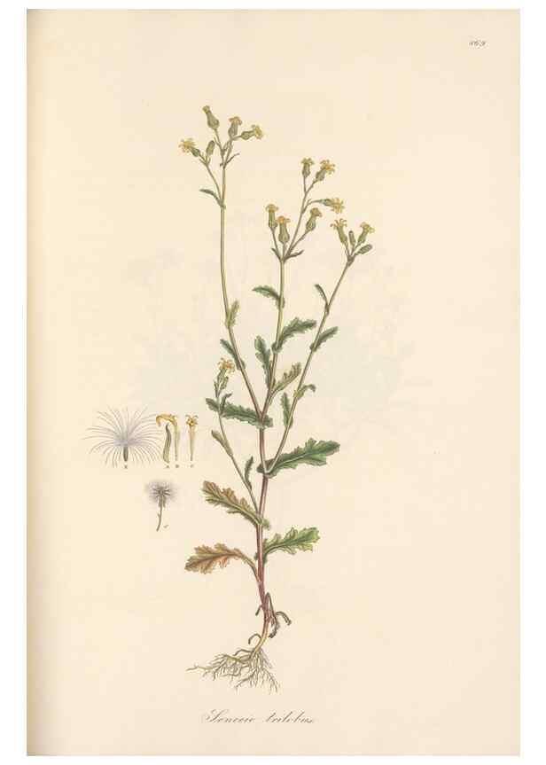 Reproducción/Reproduction 49580134992: Flora Graeca, sive, Plantarum rariorum historia, quas in provinciis aut insulis Graeciae /. Londini :Typis Richardi Taylor et socii, in Vico Shoe-Lane :MDCCCVI-MDCCCXL [1806-1840].. 