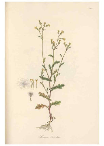 Reproducción/Reproduction 49580134992: Flora Graeca, sive, Plantarum rariorum historia, quas in provinciis aut insulis Graeciae /. Londini :Typis Richardi Taylor et socii, in Vico Shoe-Lane :MDCCCVI-MDCCCXL [1806-1840].. 
