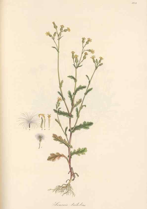 Reproducción/Reproduction 49580134992: Flora Graeca, sive, Plantarum rariorum historia, quas in provinciis aut insulis Graeciae /. Londini :Typis Richardi Taylor et socii, in Vico Shoe-Lane :MDCCCVI-MDCCCXL [1806-1840].. 