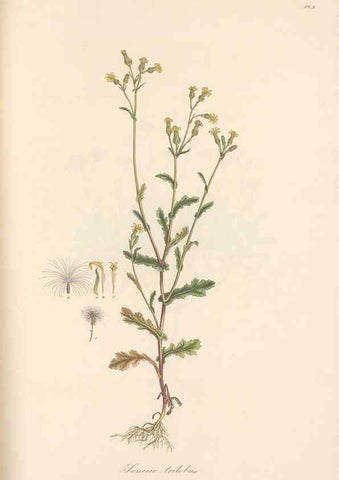 Reproducción/Reproduction 49580134992: Flora Graeca, sive, Plantarum rariorum historia, quas in provinciis aut insulis Graeciae /. Londini :Typis Richardi Taylor et socii, in Vico Shoe-Lane :MDCCCVI-MDCCCXL [1806-1840].. 