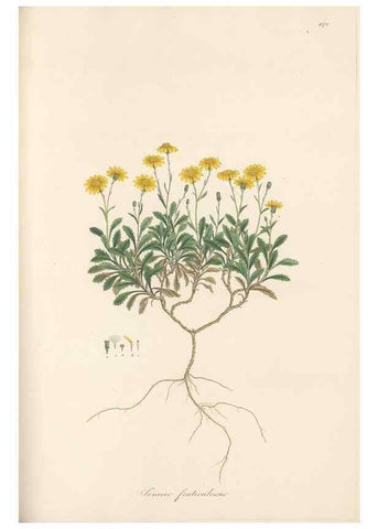 Reproducción/Reproduction 49580135377: Flora Graeca, sive, Plantarum rariorum historia, quas in provinciis aut insulis Graeciae /. Londini :Typis Richardi Taylor et socii, in Vico Shoe-Lane :MDCCCVI-MDCCCXL [1806-1840].. 