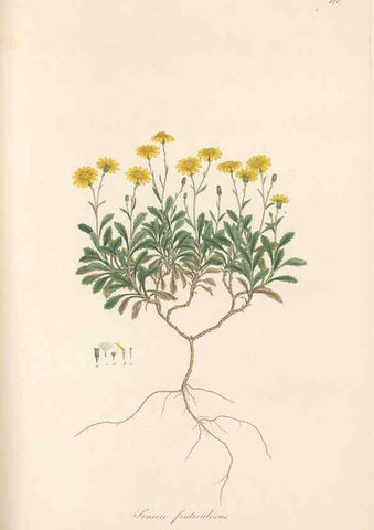 Reproducción/Reproduction 49580135377: Flora Graeca, sive, Plantarum rariorum historia, quas in provinciis aut insulis Graeciae /. Londini :Typis Richardi Taylor et socii, in Vico Shoe-Lane :MDCCCVI-MDCCCXL [1806-1840].. 