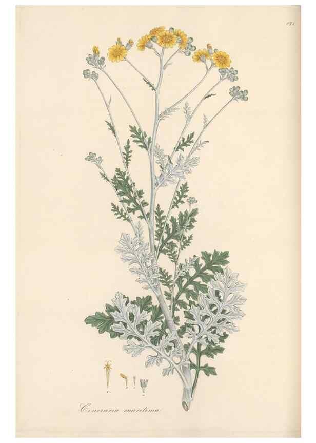 Reproducción/Reproduction 49580135772: Flora Graeca, sive, Plantarum rariorum historia, quas in provinciis aut insulis Graeciae /. Londini :Typis Richardi Taylor et socii, in Vico Shoe-Lane :MDCCCVI-MDCCCXL [1806-1840].. 