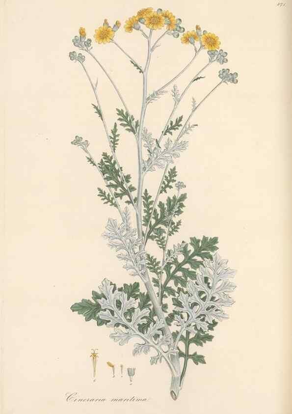Reproducción/Reproduction 49580135772: Flora Graeca, sive, Plantarum rariorum historia, quas in provinciis aut insulis Graeciae /. Londini :Typis Richardi Taylor et socii, in Vico Shoe-Lane :MDCCCVI-MDCCCXL [1806-1840].. 