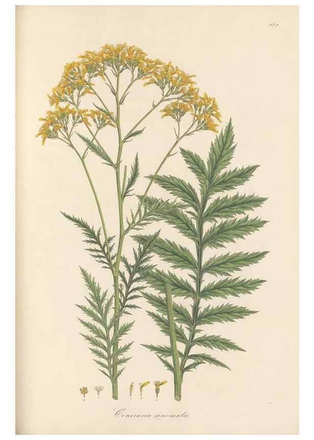 Reproducción/Reproduction 49579407338: Flora Graeca, sive, Plantarum rariorum historia, quas in provinciis aut insulis Graeciae /. Londini :Typis Richardi Taylor et socii, in Vico Shoe-Lane :MDCCCVI-MDCCCXL [1806-1840].. 