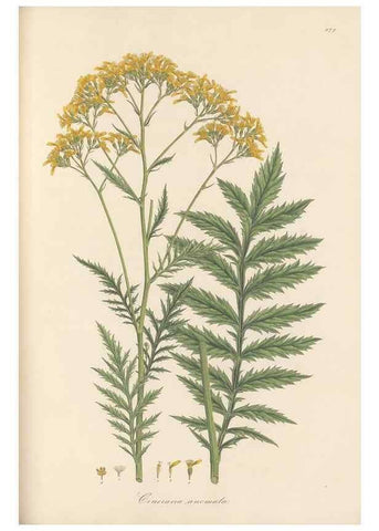 Reproducción/Reproduction 49579407338: Flora Graeca, sive, Plantarum rariorum historia, quas in provinciis aut insulis Graeciae /. Londini :Typis Richardi Taylor et socii, in Vico Shoe-Lane :MDCCCVI-MDCCCXL [1806-1840].. 