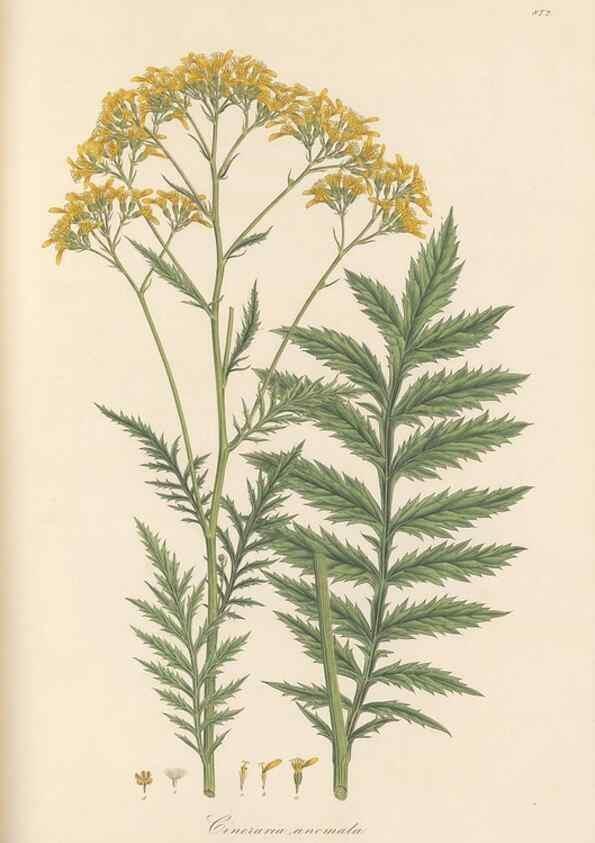 Reproducción/Reproduction 49579407338: Flora Graeca, sive, Plantarum rariorum historia, quas in provinciis aut insulis Graeciae /. Londini :Typis Richardi Taylor et socii, in Vico Shoe-Lane :MDCCCVI-MDCCCXL [1806-1840].. 