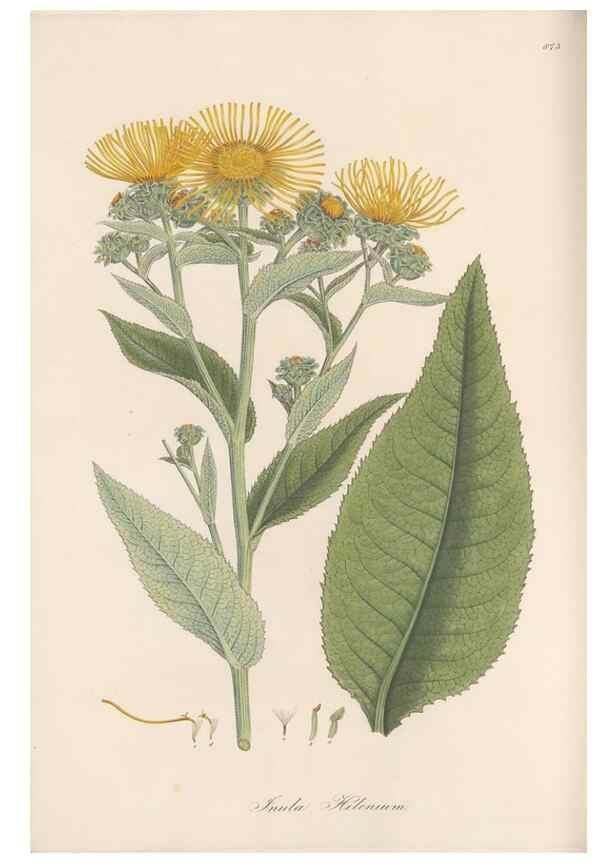 Reproducción/Reproduction 49580136432: Flora Graeca, sive, Plantarum rariorum historia, quas in provinciis aut insulis Graeciae /. Londini :Typis Richardi Taylor et socii, in Vico Shoe-Lane :MDCCCVI-MDCCCXL [1806-1840].. 