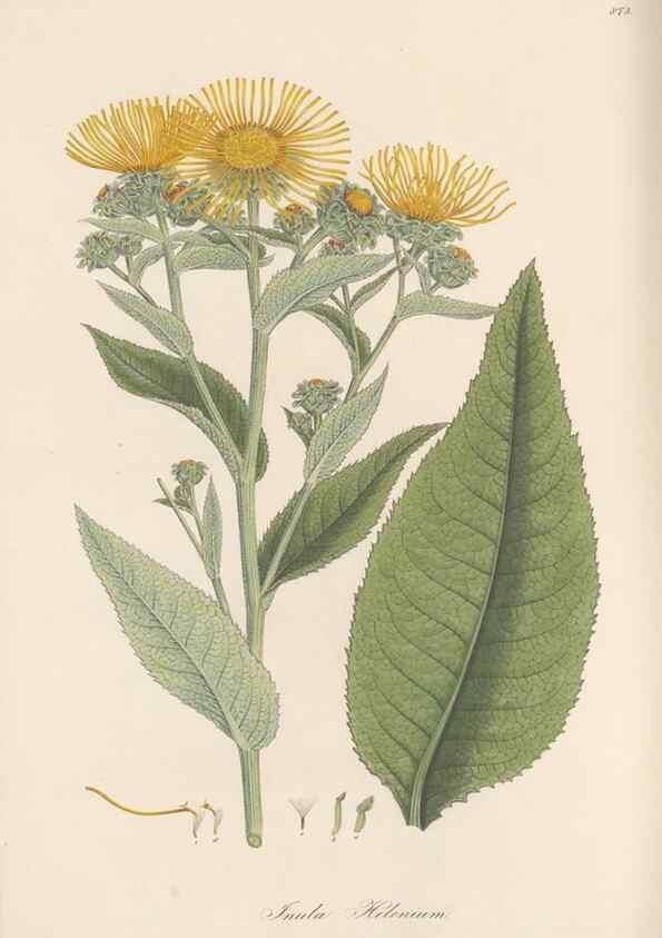 Reproducción/Reproduction 49580136432: Flora Graeca, sive, Plantarum rariorum historia, quas in provinciis aut insulis Graeciae /. Londini :Typis Richardi Taylor et socii, in Vico Shoe-Lane :MDCCCVI-MDCCCXL [1806-1840].. 
